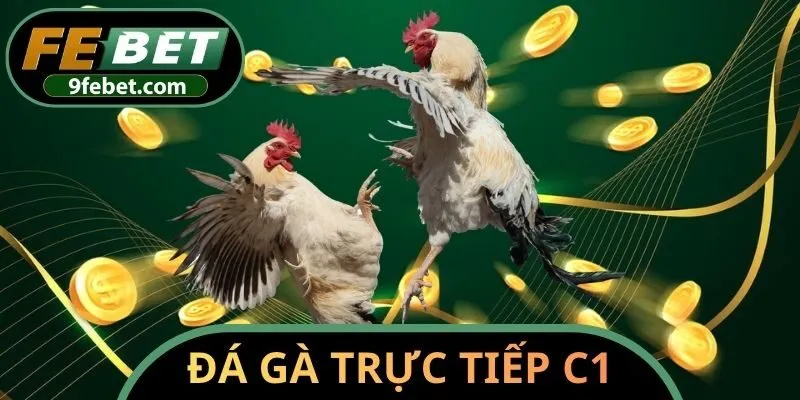 đá gà trực tiếp C1