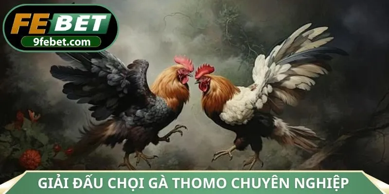 Giải đấu chọi gà Thomo vô cùng chuyên nghiệp