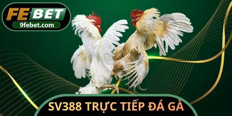SV388 trực tiếp đá gà